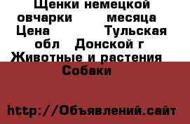 Щенки немецкой овчарки   1.5 месяца › Цена ­ 6 000 - Тульская обл., Донской г. Животные и растения » Собаки   